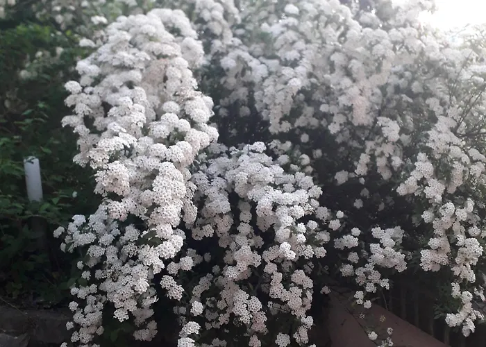 Immersa In Natura Lejlighed