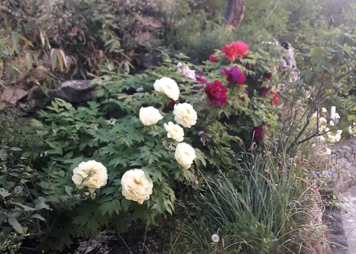 Immersa In Natura * Malcesine