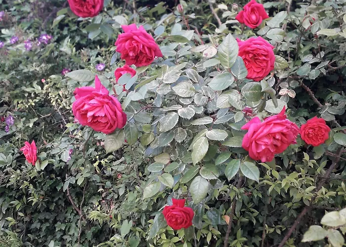 Immersa In Natura * Malcesine