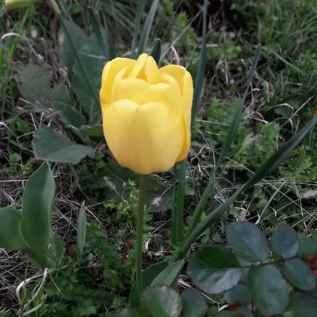 Immersa In Natura 말세진느