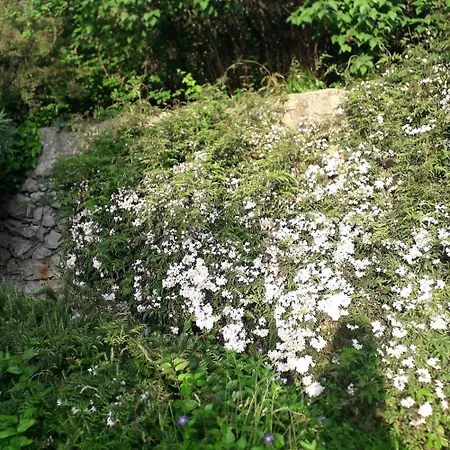 Immersa In Natura * 말세진느