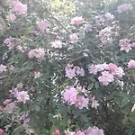 Immersa In Natura *