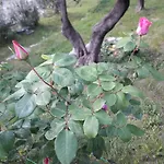Immersa In Natura