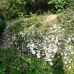 Immersa In Natura * Malcesine