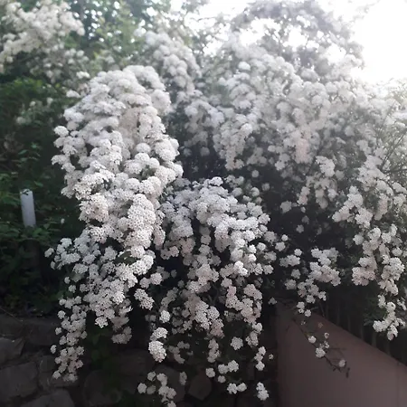 Immersa In Natura Apartman