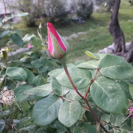 Apartman Immersa In Natura *