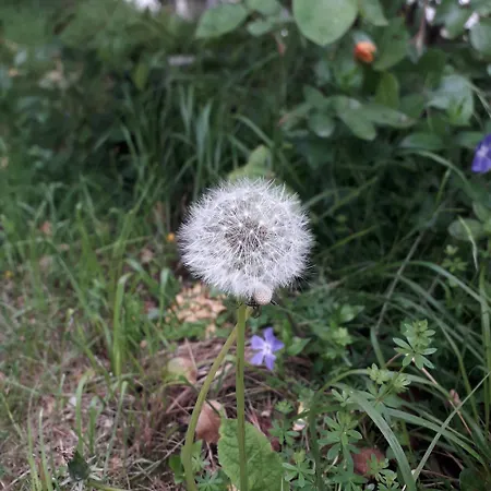 Apartman Immersa In Natura *