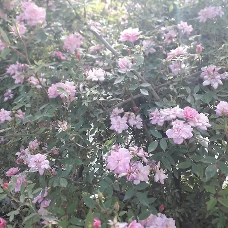 Immersa In Natura *