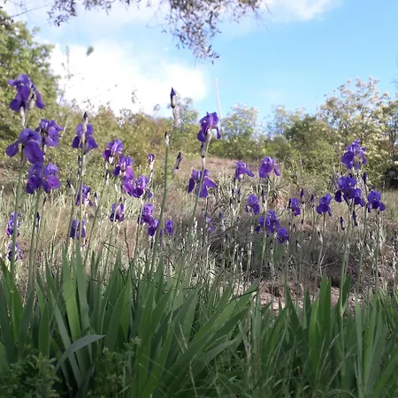 Immersa In Natura