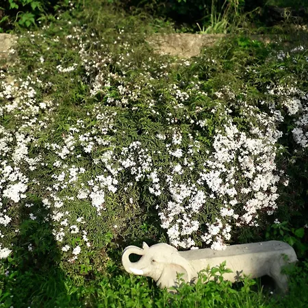Immersa In Natura